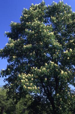 Aesculus glabra Willd. (Ohio buckeye), habit