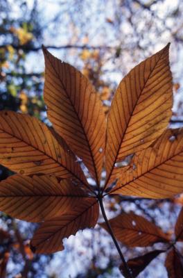 Aesculus hippocastanum L. (horse-chestnut), leaves