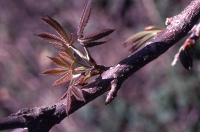 Aesculus glabra Willd. (Ohio buckeye), leaves, young