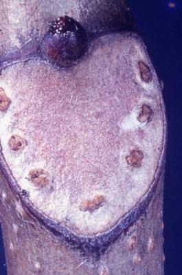 Aesculus hippocastanum L. (horse-chestnut), close-up of a scar