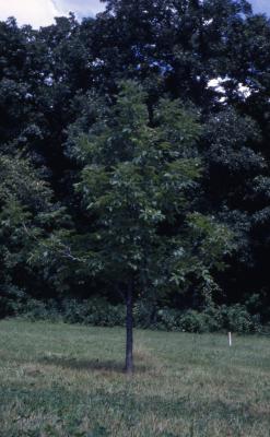 Aesculus glabra Willd. (Ohio buckeye), habit

