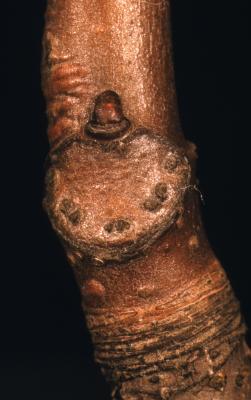 Aesculus hippocastanum L. (horse-chestnut), close-up of stem