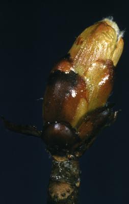 Aesculus hippocastanum L. (horse-chestnut), close-up of bud