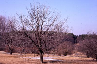 Aesculus glabra Willd. (Ohio buckeye), habit in winter