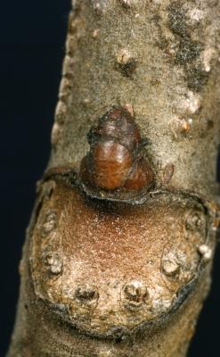Aesculus hippocastanum L. (horse-chestnut), close-up of stem segment 