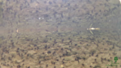Tadpoles in Wonder Pond