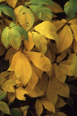 Aesculus parviflora Walt. (bottlebrush buckeye), leaves