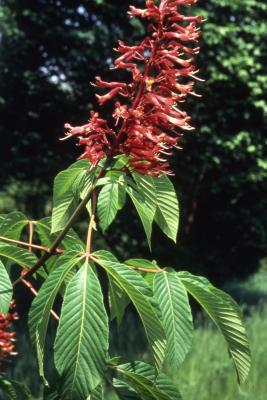 Aesculus pavia L. (red buckeye), inflorescence 