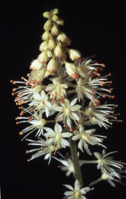 Aesculus parviflora Walt. (bottlebrush buckeye), close-up of inflorescence 