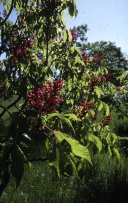 Aesculus pavia L. (red buckeye), branches