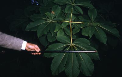 Aesculus turbinata Blume (Japanese horse-chestnut), leaves