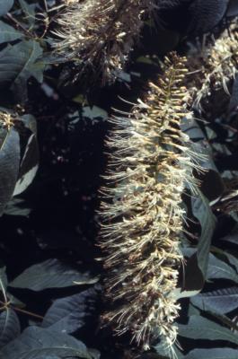 Aesculus parviflora Walt. (bottlebrush buckeye)