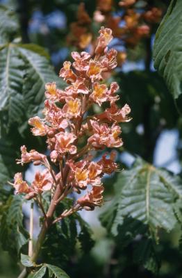 Aesculus L. (buckeye), close-up of inflorescence