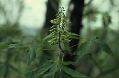 Aesculus ×arnoldiana Sarg. (Arnold buckeye), buds
