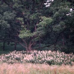 Aesculus parviflora Walt. (bottlebrush buckeye), habitat