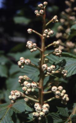 Aesculus hippocastanum ‘Baumannii’ (Baumann’s horse-chestnut), inflorescence