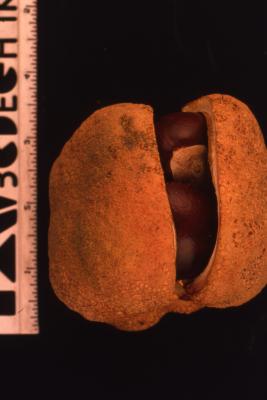 Aesculus flava Sol. (yellow buckeye), husk and seed pod