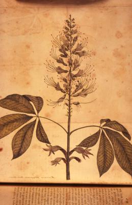 Aesculus polygamia (copper plate from Bartram's Travels, 1791)