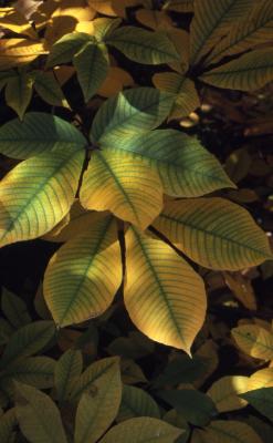 Aesculus parviflora Walt. (bottlebrush buckeye), leaves, upper surface 