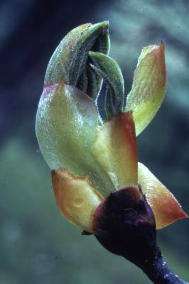 Aesculus L. (buckeye), close-up of leaf bud