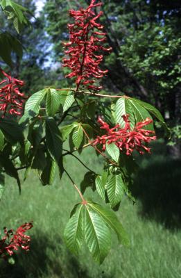 Aesculus pavia L. (red buckeye), leaves and flowers