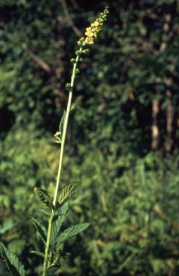 Agrimonia gryposepala (tall agrimony), stem