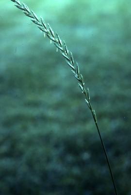 Agropyron repens (L.) Beauv. (quickgrass), stem