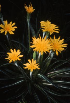 Agoseris cuspidata (Prairie Dandelion), flowers
