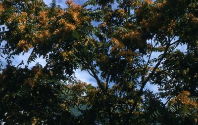 Ailanthus altissima (Mill.) Swingle (tree of heaven), upper branches