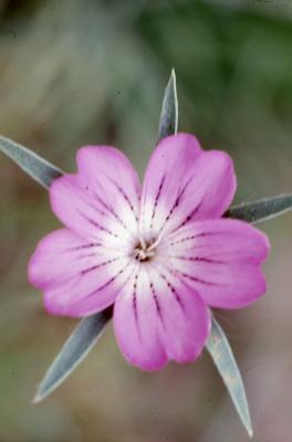 Agrostemma githago L. (common corncockle), flower