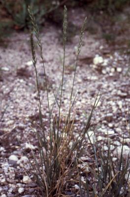 Agropyron smithii Rydb. (western wheatgrass), habit