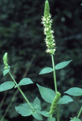 Agastache nepetoides (yellow giant hyssop), stem, flowers