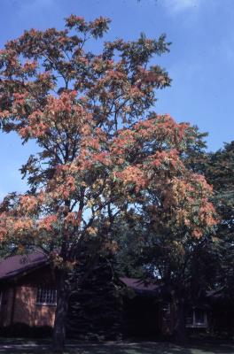 Ailanthus altissima (Mill.) Swingle (tree of heaven), habit, fruit (seed)