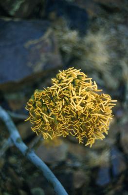 Agave palmeri Engelm. (Palmer's century plant), flowers