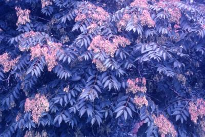 Ailanthus altissima (Mill.) Swingle (tree of heaven), habit