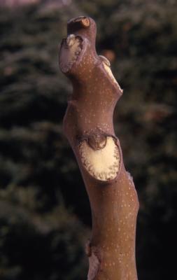 Ailanthus altissima (Mill.) Swingle (tree of heaven), stem, leaf scars