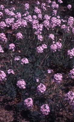 Aethionema pulchellum Boiss. & Huet ex Boiss. (showy stone cress), habit
