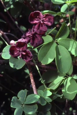Akebia quinata (Houtt.) Decne. (five-leaved akebia), close-up of flowers and leaves