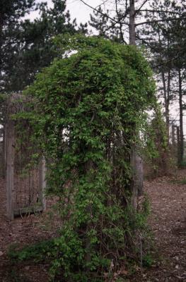 Akebia trifoliata (Thunb.) Koidz. (three-leaved akebia), habit