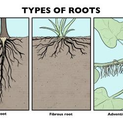 Types of Roots Illustration 