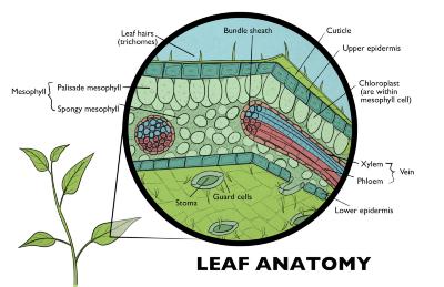 Leaf Anatomy Illustration 