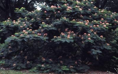 Albizia julibrissin ‘Ernest Wilson’ (Ernest Wilson silk-tree), habit, shrub in flower 