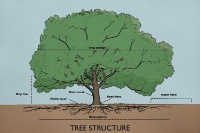 Tree Structure Illustration