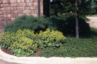 Alchemilla mollis (lady’s mantle), flowering plants in landscape bed
