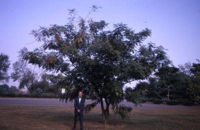 Albizia julibrissin Durazz. (silk-tree), habit, Floyd Swink  

