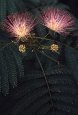 Albizia julibrissin Durazz. (silk-tree), flowers, buds, and leaves 
