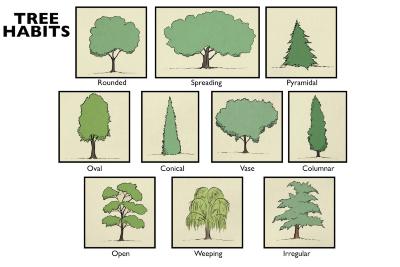 Tree Habits Illustration