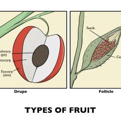 Types of Fruit Illustration