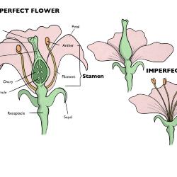 Flower Parts Illustration 