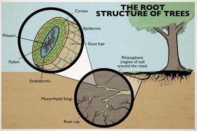 The Root Structure of Trees Illustration